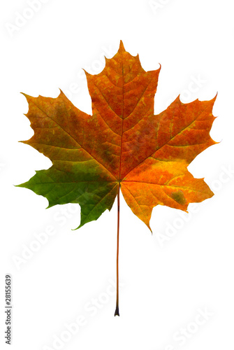 Maple leave
