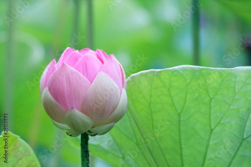 Schilderij op canvas Lotus (Nelumbo)