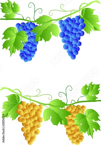 EPS 10 Three cluster of grapes
