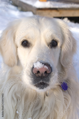 pies w śniegu