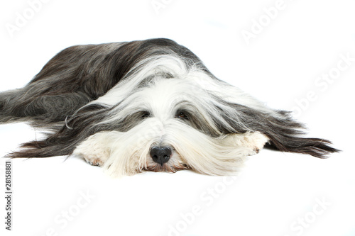 Bearded Collie, 4 years old, of white background