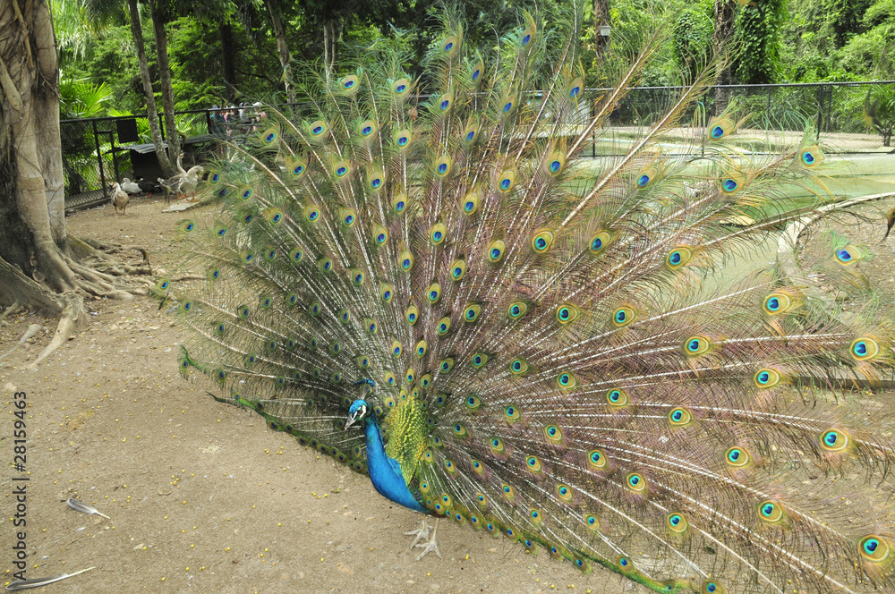 Obraz premium Pavo real