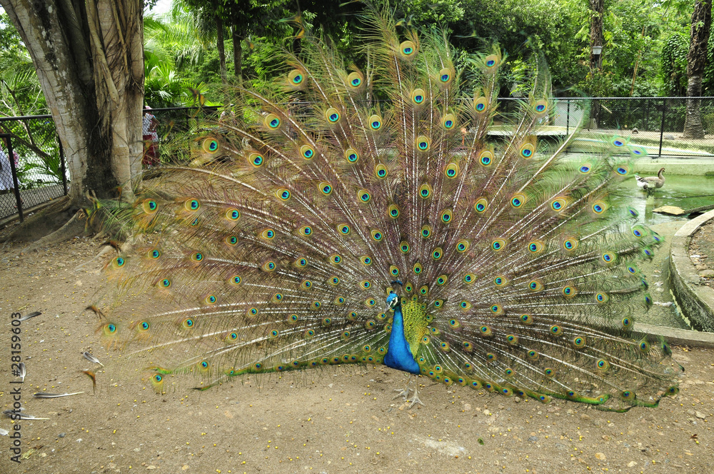 Obraz premium Pavo real