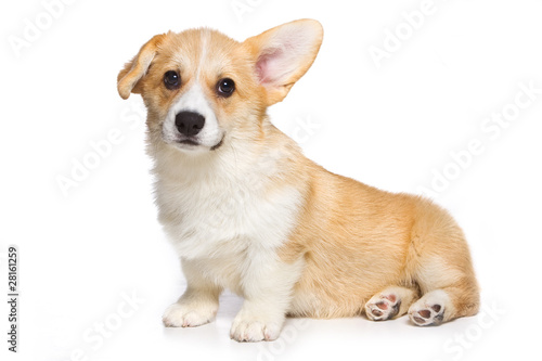 Corgi puppy on white background