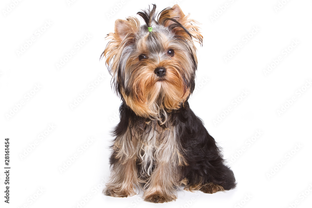 Yorshire terrier puppy isolated on white Yorshire terrier puppy isolated on white