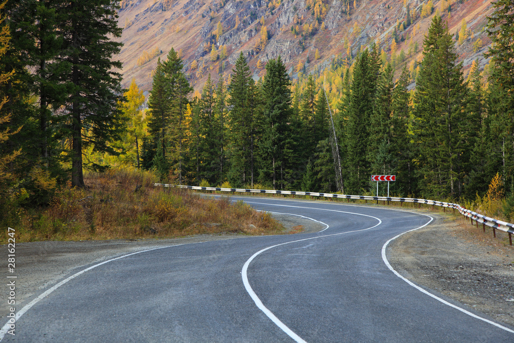 Fototapeta premium forest road