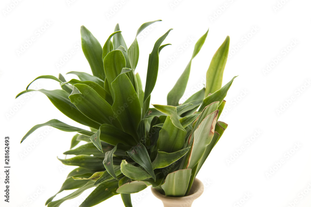 Obraz premium Grünpflanze