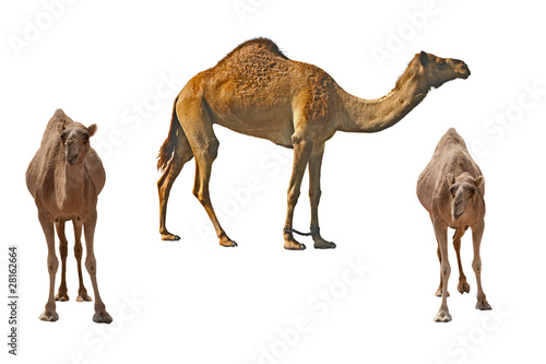 Three camels on the white background