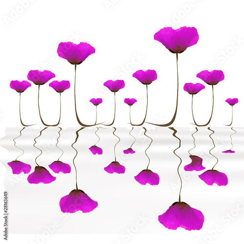 Fototapeta Naklejka Na Ścianę i Meble -  Coquelicots violets