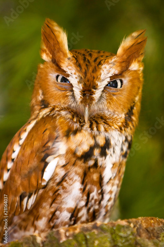 Obraz na płótnie Angry Screech Owl Glare w salonie