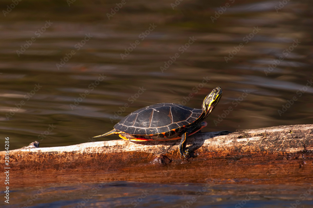 Wild Painted Turtle Sunning Himself On Log