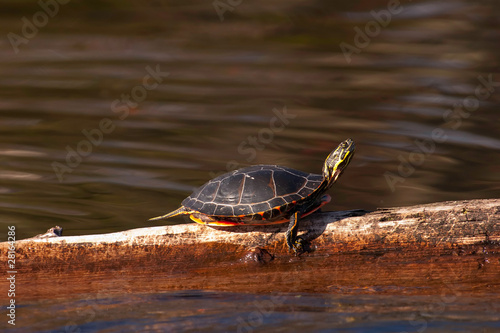 Obraz na płótnie Wild Painted Turtle Sunning Himself On Log w salonie