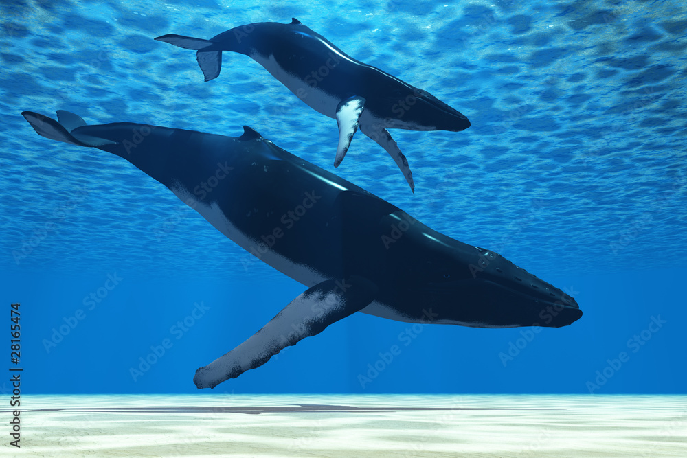 Obraz premium Humpback Mother