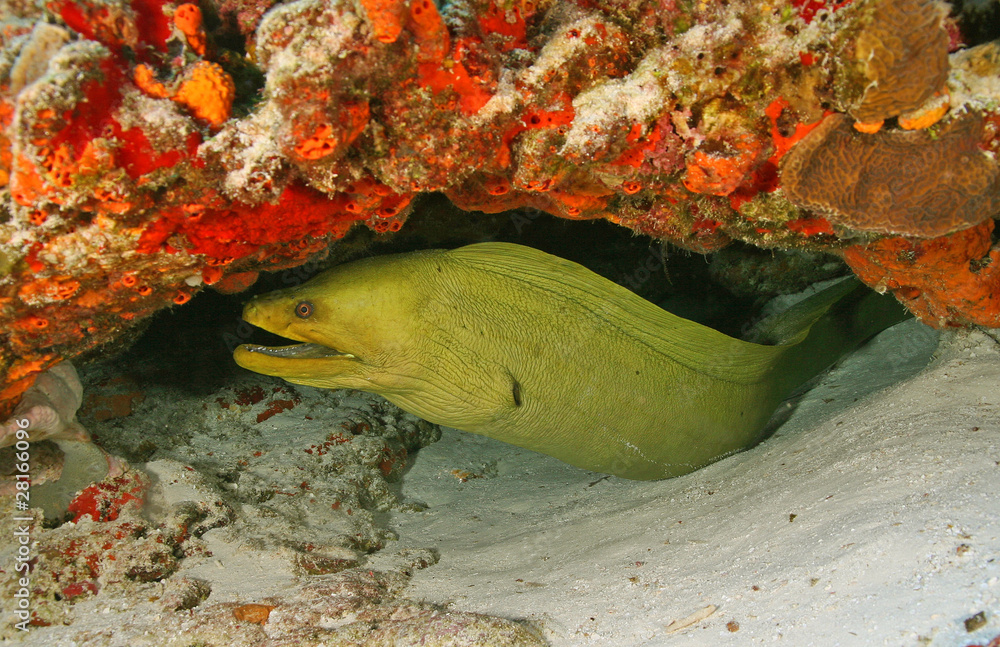 Fototapeta premium Green Moray (Gymnothorax funebris) in Cozumel Mexico