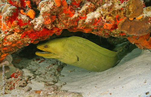 Green Moray (Gymnothorax funebris) in Cozumel Mexico photo