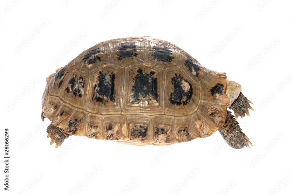 animal turtle tortoise animal turtle tortoise