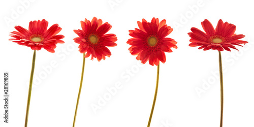 Obraz na plátně Quatre marguerites rouges