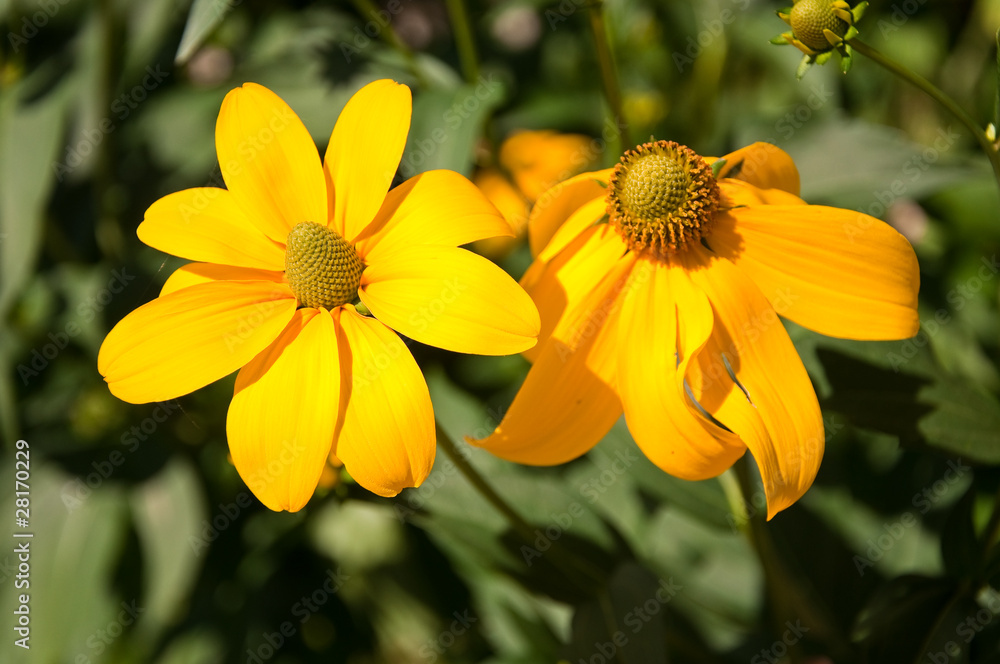 Gelbe Sommerblumen StockFoto Adobe Stock