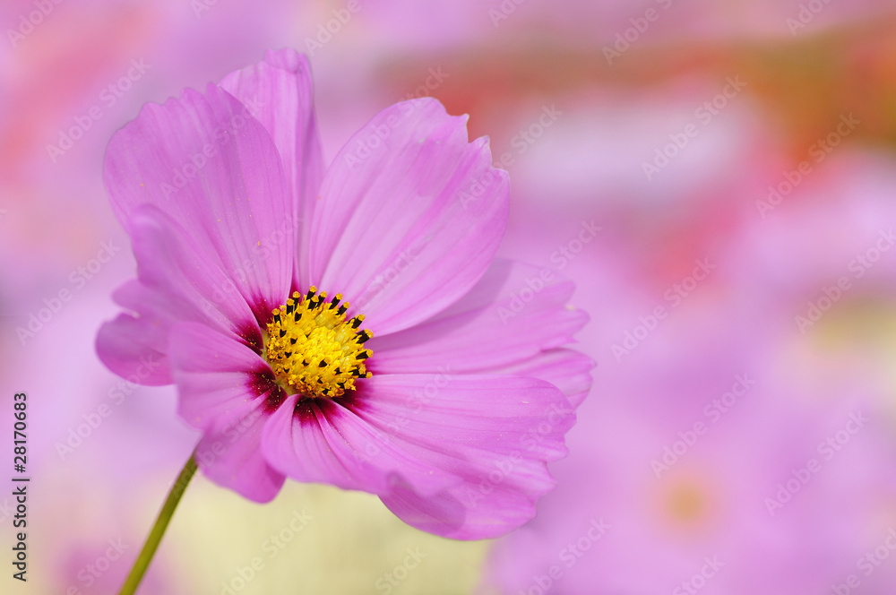 Fleur rose de cosmos sur fond rose Fleur rose de cosmos sur fond rose