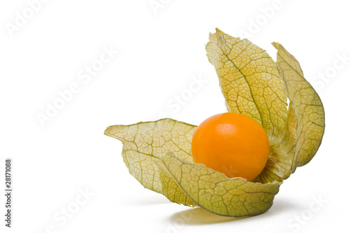 Physalis