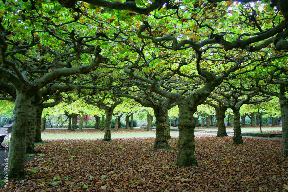 Fototapeta premium Blätterdach