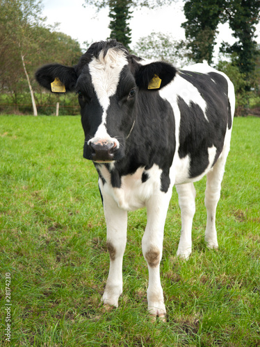 frisian calf © hansenn