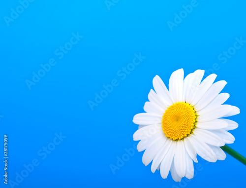 camomile on blue background