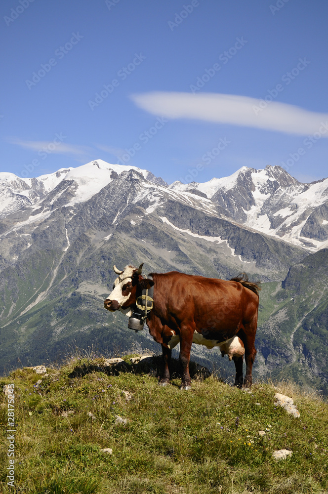 Vache tarine et Mont Blanc