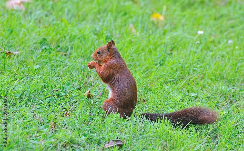 Sciurus vulgaris,Ardilla roja comiendo Sciurus vulgaris,Ardilla roja comiendo