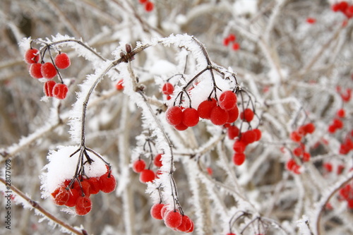 vogelbeeren 2