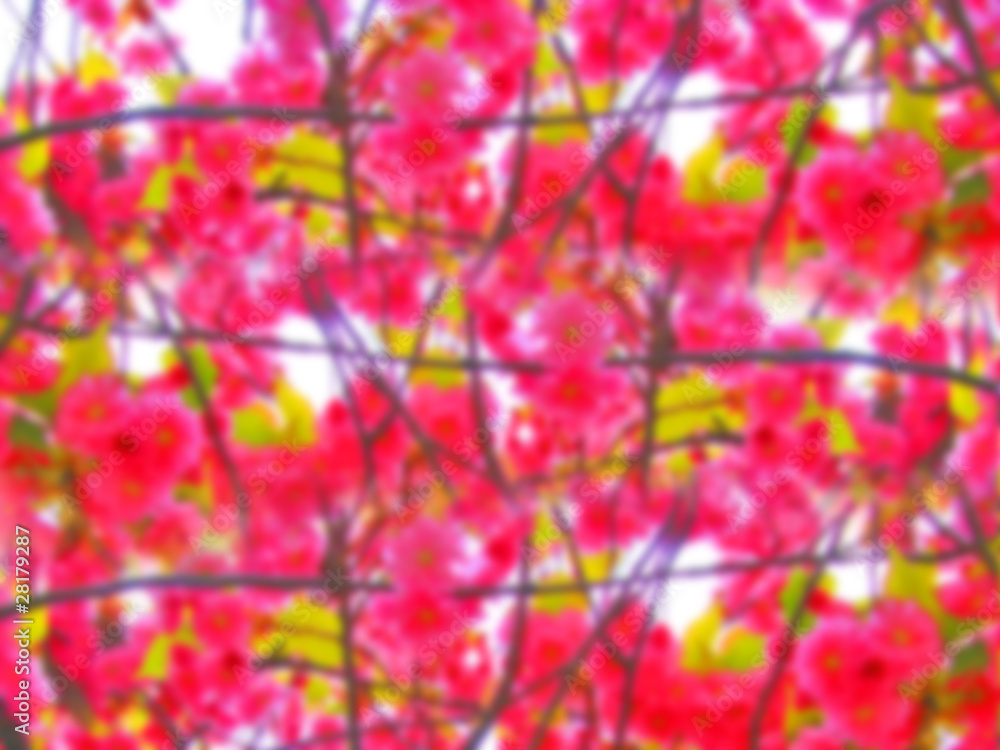 Pink spring flowers abstract background