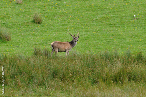 Deer in Scotish Highlands