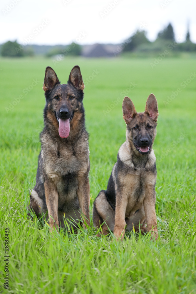 Two German shepherds