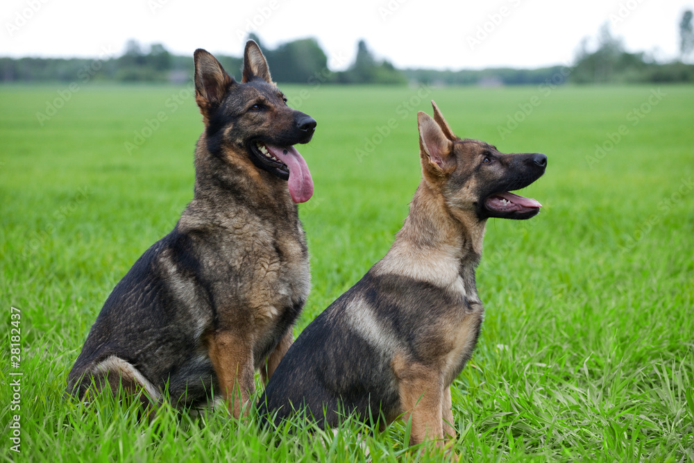 Two German shepherds Two German shepherds