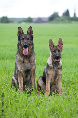 Two German shepherds