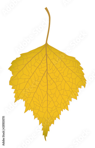 Leaf of a birch