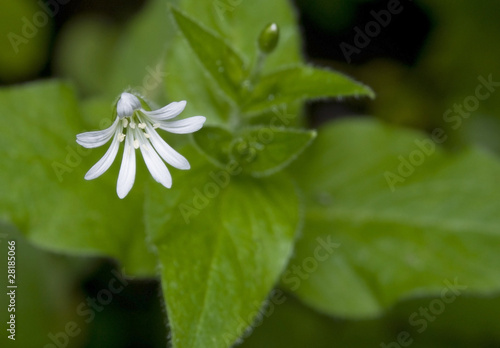 Gwiazdnica gajowa Stellaria nemorum photo