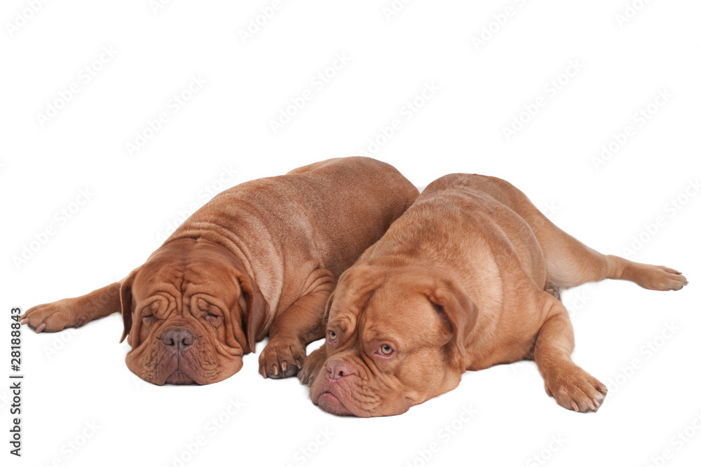 Two dogs on the floor