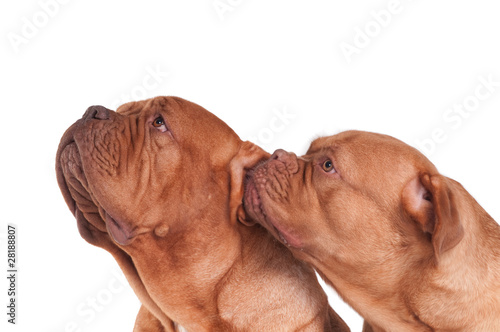 Photography portrait of two dogs
