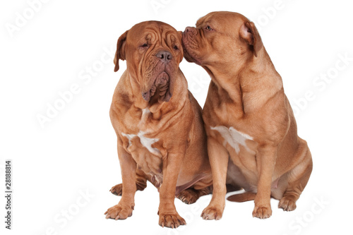 Photography Two friend dogs