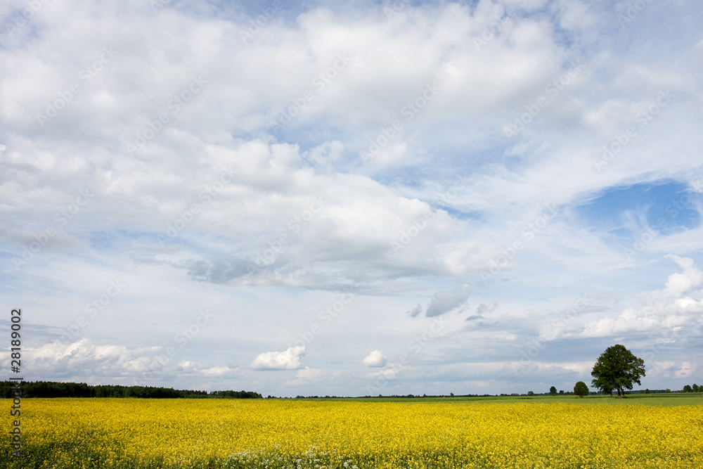 Landscape Landscape