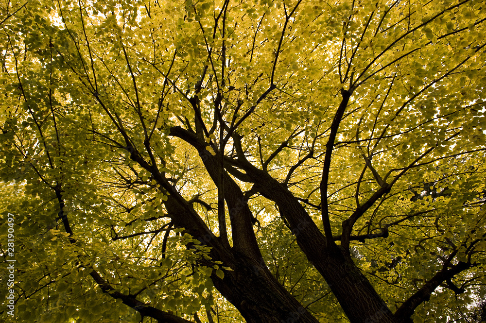 Autumn leaves Autumn leaves