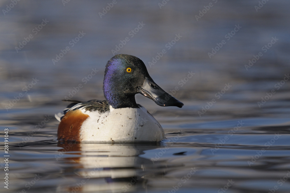 Northern Shoveler