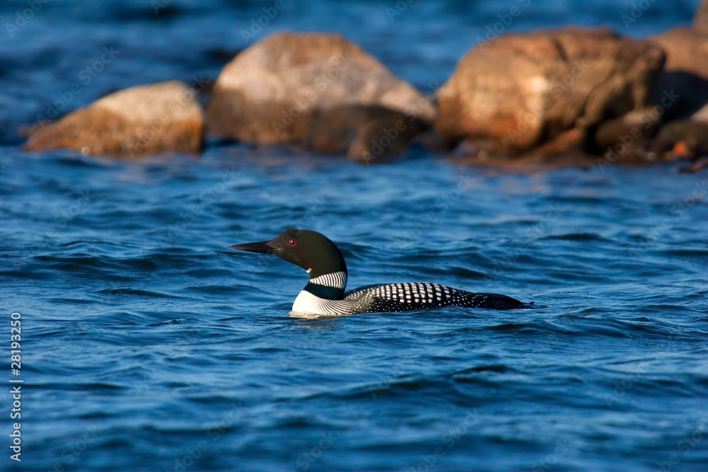 Wild Adult Common Loon On Wisconsin Lake