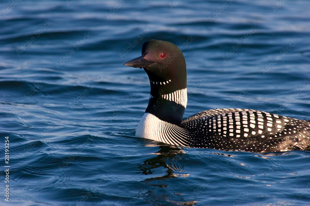 Common Loon in Mating Plumage On Wisconsin Lake