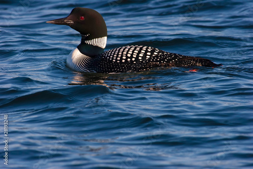 Obraz na płótnie Adult Common Loon In Mating Plumage w salonie