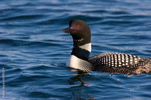 Obraz na płótnie Common Loon in Mating Plumage On Wisconsin Lake w salonie