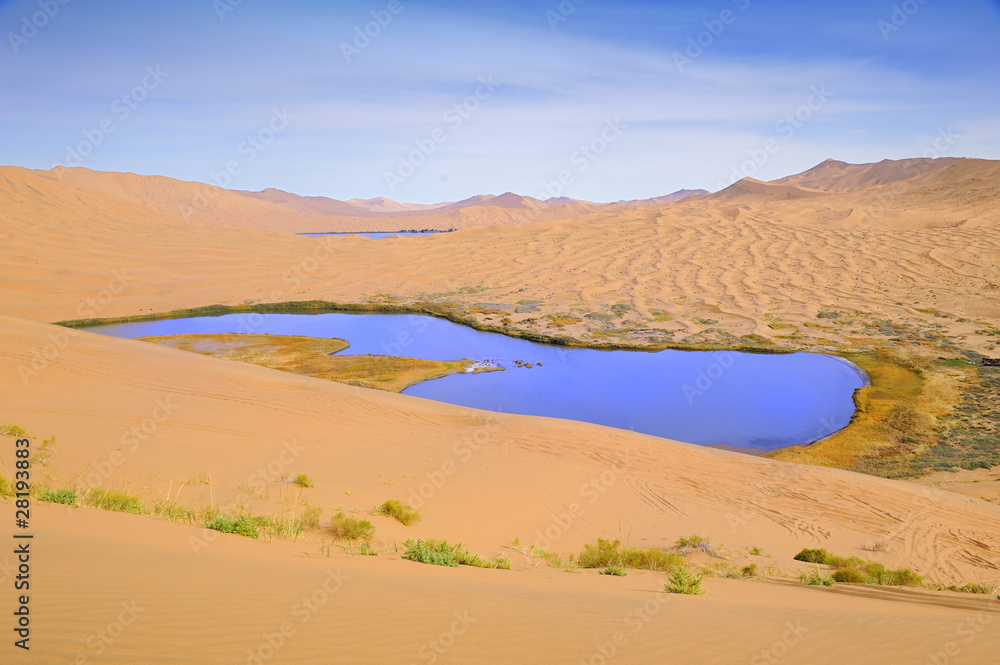 Dry plant in desert lake