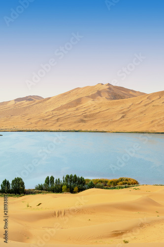 Dry plant in desert lake