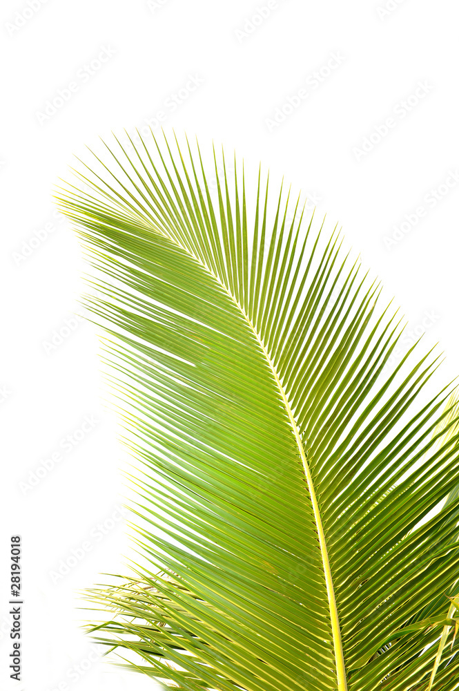 Obraz premium green palm leaf